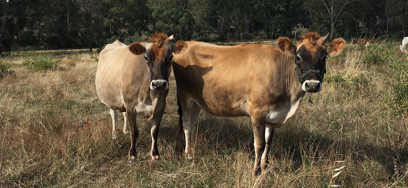 Calf at foot Sellar Dairy